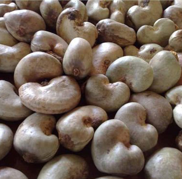 Raw Cashew Nut